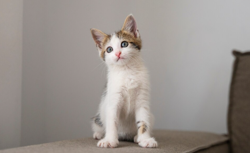 Sejak Kapan sih Kucing menjadi Hewan Peliharaan Manusia? Simak Penjelasannya di Sini!